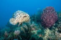 Grouper Fish