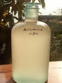 artemisia annua essential oil