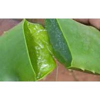 Aloe Vera Product