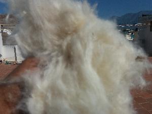 kapok silk cotton panju fiber