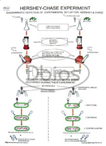 hershey - chase experiments charts