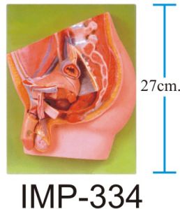 Median Section