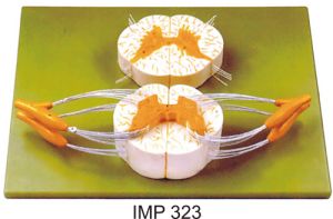 Spinal Cord with Nerve Branches