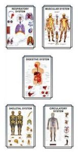 Biological Charts