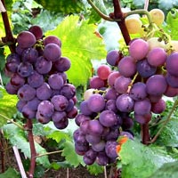 Fresh Black Grapes