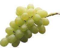 fresh thompson seedless grapes