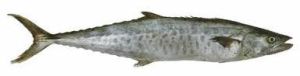 Seerfish