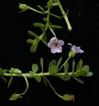 Bacopa Monnieri Extract