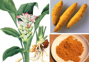 Curcuma Longa Extract