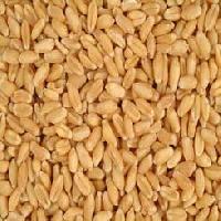 Wheat Seeds