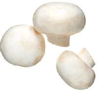 Oyster Mushroom, Button Mushroom