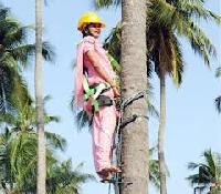 Coconut Climber