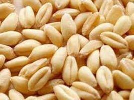 Sharbati Wheat