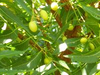 NEEM PLANTS