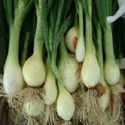 Fresh Green Onion