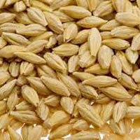 Barley Seeds