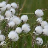 Raw Cotton