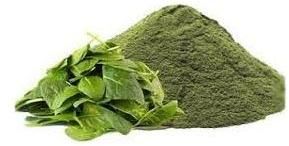 Spinach Powder