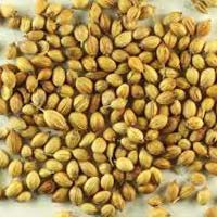 Coriander Seeds