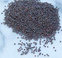 Mustard Seeds