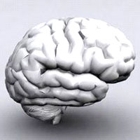 Human Brain Model