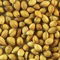 Coriander Seeds