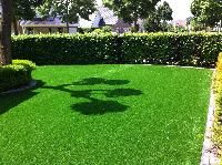 Lawn Grass