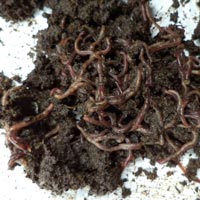 earthworm vermicompost