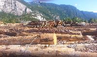Douglas Fir Logs