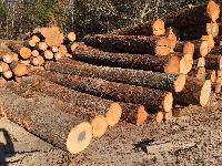 Hickory Wood Logs