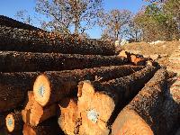 Hickory Wood Logs