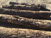 Hickory Wood Logs