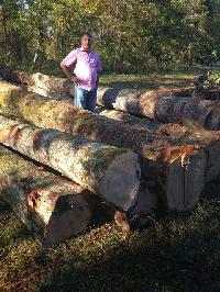 Red Oak Logs