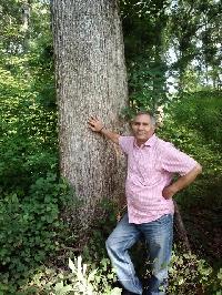 Red Oak Logs