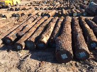 Walnut Wood Logs