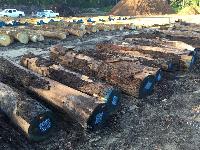 Walnut Wood Logs