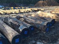 Walnut Wood Logs