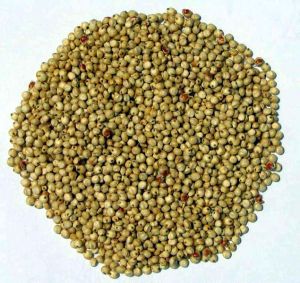 Sorghum Seeds