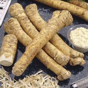 Horseradish