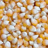 Yellow Maize, Corn