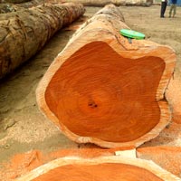 Padauk Teak Wood Logs