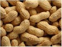 Groundnuts