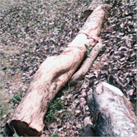 Pine Wooden Plank