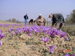 kashmiri Saffron