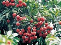 Lichi