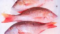 Red Snapper Fish