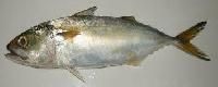 Indian Mackerel