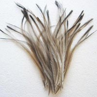 Emu Feathers