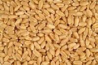 Wheat Grains