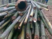 Raw Bamboo Sticks